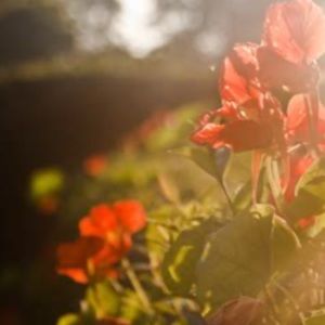 Meet your Posher, Alexandra